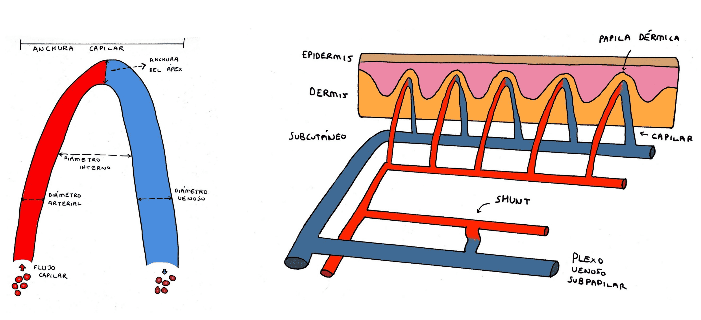 Esquema de la microcirculación periungueal.